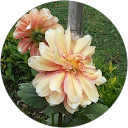 asmita joshi profile picture